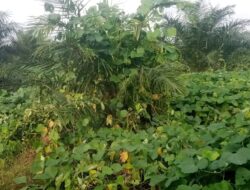 Kacau! Banyak TBM di Afdeling V PTPN IV Unit Kebun Dolor Ilir Rusak Karena Gulma