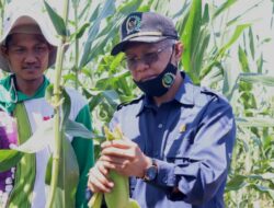 Sambut IKN, Legislator Kaltim Dorong Peningkatan Sektor Pertanian