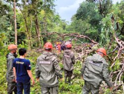 Tutup Akses Jalan, Tim SAR Brimob Bone Gerak Cepat Evakuasi Pohon Tumbang