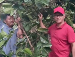Reses di Kukar, Wakil Ketua DPRD Kaltim Muhammad Samsun Kagum dengan Kampung Kopi Luwak