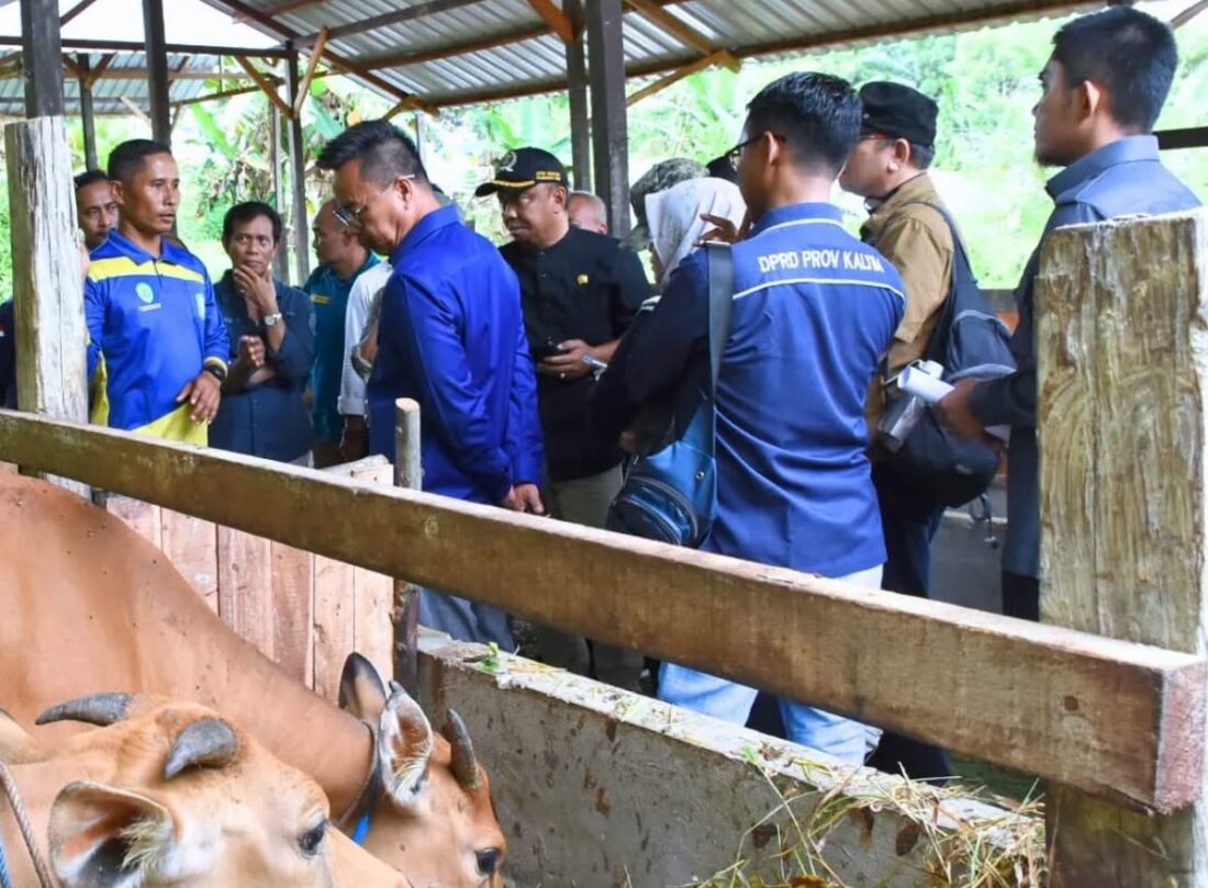 Pansus LKPJ Tinjau Program Peternakan di Samboja Dorong Pembentukan Koperasi Merah Putih untuk Ketahanan Pangan