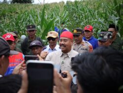 Bupati Kukar Panen Jagung dan Ikan Bersama Poktan Tri Rukun di Maluhu Tenggarong