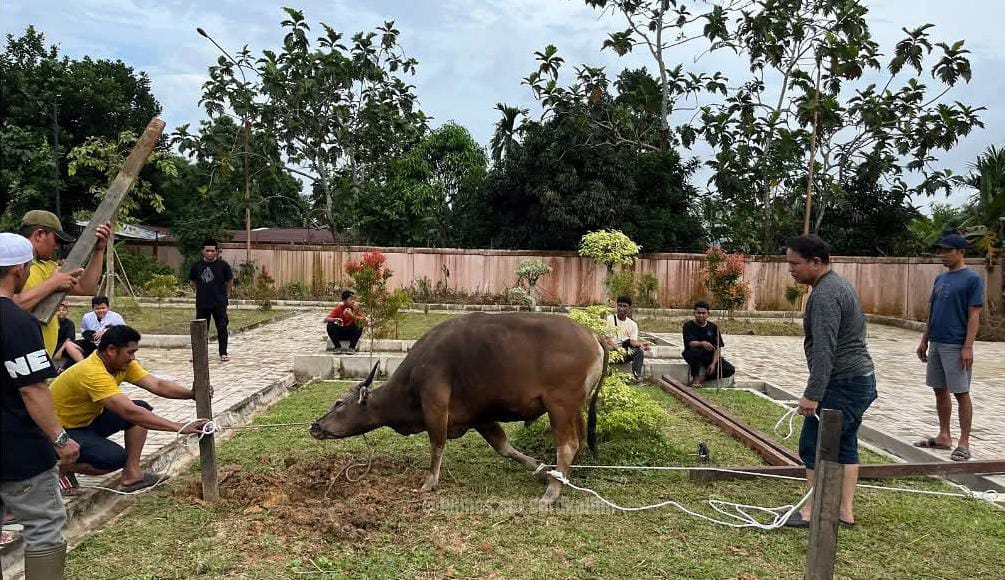 Semangat Berkurban, Sekretariat DPRD Kaltim Sembelih 7 Ekor Sapi, Jamaah Membludak