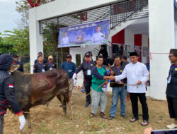 Wujudkan Kepedulian dan Kebersamaan di Hari Raya Idul Adha, Dinas PU Kukar Sembelih Tujuh Sapi Kurban