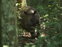 Mahulu Jadi Garis Pertahanan Terakhir Badak Kalimantan, Tekanan Manusia Masih Jadi Ancaman Serius
