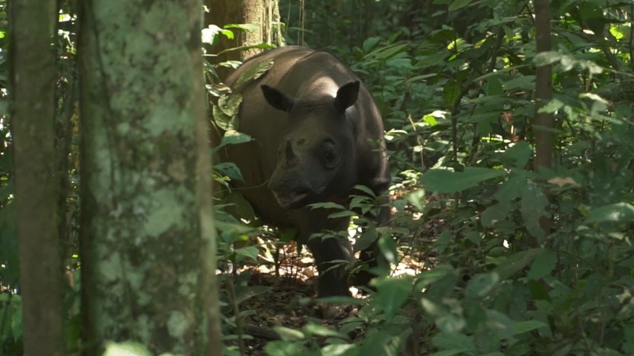 Mahulu Jadi Garis Pertahanan Terakhir Badak Kalimantan: Tekanan Manusia Masih Jadi Ancaman Serius