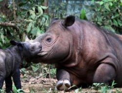 Bupati Angela Tegaskan Komitmen Mahulu Jaga Hutan dan Badak Kalimantan, Konservasi Harus Jadi Gerakan Bersama