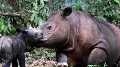 Bupati Angela Tegaskan Komitmen Mahulu Jaga Hutan dan Badak Kalimantan: Konservasi Harus Jadi Gerakan Bersama