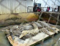 Kutim Dorong Pembangunan Penangkaran Buaya untuk Tekan Konflik Satwa–Manusia, Masih Tahap Kajian KLHK