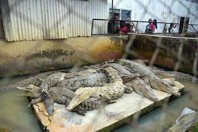 Kutim Dorong Pembangunan Penangkaran Buaya untuk Tekan Konflik Satwa–Manusia, Masih Tahap Kajian KLHK