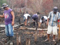 Bupati Angela Dorong Generasi Muda Lestarikan Tradisi Nugal sebagai Pilar Kemandirian Pangan dan Harmoni Alam Mahulu