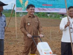 Perkebunan Jagung Ujoh Bilang Tumbuh Pesat, Jadi Andalan Baru Ketahanan Pangan Mahulu