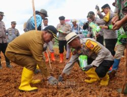 Produksi Meningkat, Jagung Ujoh Bilang Berpeluang Jadi Komoditas Unggulan Mahulu dengan Nilai Ekonomi Tinggi