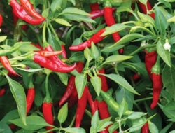 Gerakan Cabai Mandiri Digencarkan, DKP3 Bontang Ajak Warga Tanam di Pekarangan untuk Tekan Lonjakan Harga