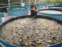 Gerakan 1.000 Kolam Digencarkan, DKP3 Bontang Dorong Ekonomi Warga dari Tingkat RT