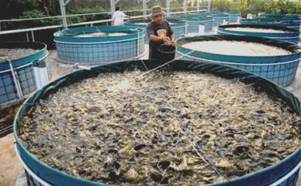 Gerakan 1.000 Kolam Digencarkan, DKP3 Bontang Dorong Ekonomi Warga dari Tingkat RT