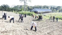 DKP3 Bontang Hidupkan Kembali Gerakan Tanam Jagung, Lahan Tidur Disulap Jadi Sumber Pangan dan Penghasilan