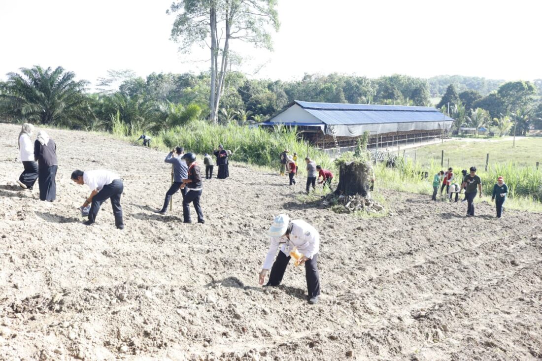 DKP3 Bontang Hidupkan Kembali Gerakan Tanam Jagung, Lahan Tidur Disulap Jadi Sumber Pangan dan Penghasilan