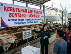 Kebutuhan Sapi Kurban Bontang Tembus 1.000 Ekor, Pasokan Masih Bergantung dari Luar Pulau
