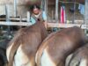 DKP3 Bontang Perketat Pemeriksaan Hewan Kurban, Ribuan Sapi dan Kambing Dipastikan Sehat Jelang Iduladha