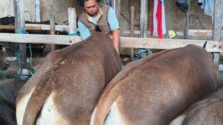 DKP3 Bontang Perketat Pemeriksaan Hewan Kurban, Ribuan Sapi dan Kambing Dipastikan Sehat Jelang Iduladha