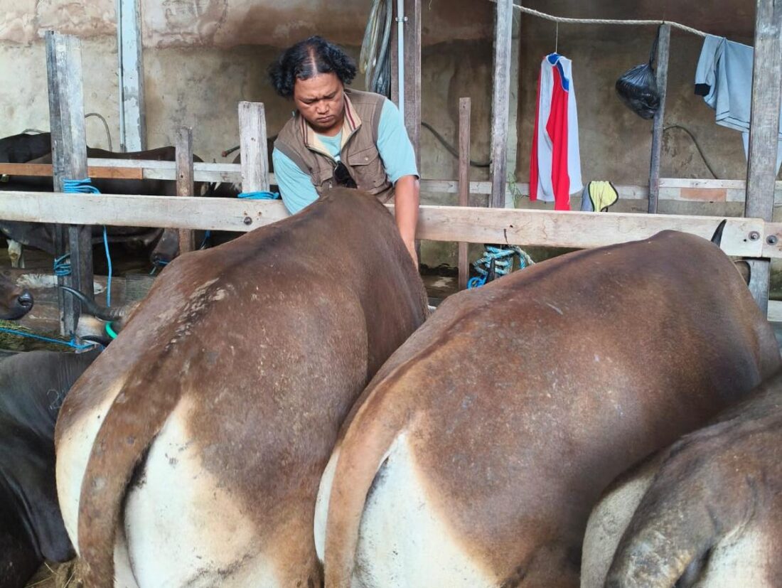 DKP3 Bontang Perketat Pemeriksaan Hewan Kurban, Ribuan Sapi dan Kambing Dipastikan Sehat Jelang Iduladha