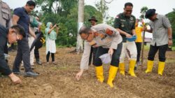 Polres Bontang Tanam Jagung Serentak di Bontang Lestari, Kapolres Serahkan Bantuan Mesin Pipil untuk Petani