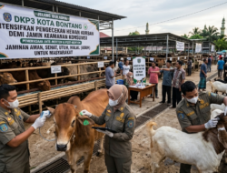 Jelang Iduladha, DKP3 Bontang Intensifkan Pengecekan Hewan Kurban demi Jamin Keamanan Konsumsi
