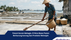 Petani Garam Bahagia, El Nino Bawa Panen Berkarung-karung dan Produksi Melonjak
