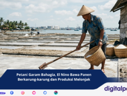 Petani Garam Bahagia, El Nino Bawa Panen Berkarung-karung dan Produksi Melonjak