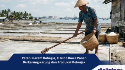 Petani Garam Bahagia, El Nino Bawa Panen Berkarung-karung dan Produksi Melonjak