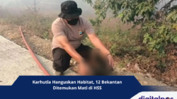 Karhutla Hanguskan Habitat, 12 Bekantan Ditemukan Mati di HSS