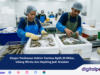 Ekspor Perikanan Kaltim Tembus Rp65,39 Miliar, Udang Windu dan Kepiting Jadi Andalan